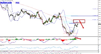 nzdcad news