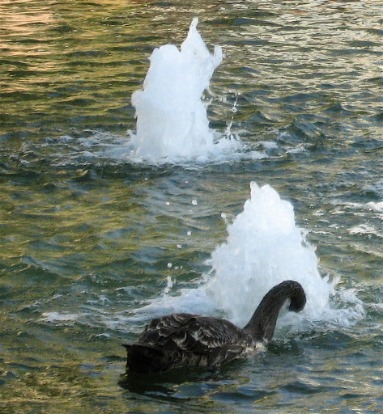 The Black Swan Summary By Nassim Nicholas Taleb